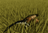 a leopard laying on its back in a grassy field