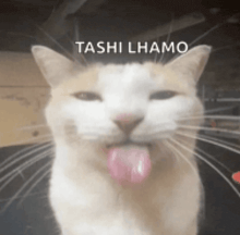 a cat sticking out its tongue with the words toshi lhamo written above it
