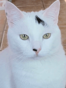 a white cat with a black spot on its nose says i am not amused do betty