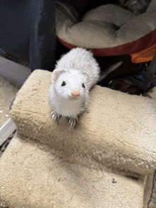 a white ferret is standing on a carpeted surface