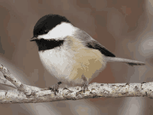 a small bird perched on a tree branch looking at the camera