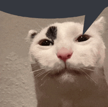 a close up of a cat 's face with a blue speech bubble above it