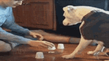 a man and a dog are playing a game with cups .