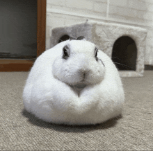 a white rabbit is sitting on a carpeted floor