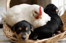 a chicken and a puppy are in a basket