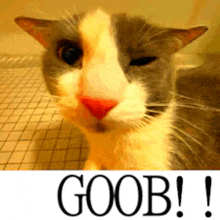 a gray and white cat with a red nose is sitting on a tiled floor next to a sign that says goob .