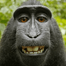 a close up of a monkey 's face with its mouth open and teeth visible