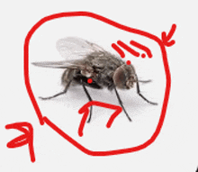 a drawing of a fly with a red circle around it and an arrow pointing to it