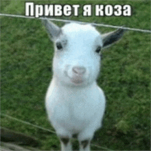 a white goat is standing in front of a fence and looking at the camera with a caption in russian .