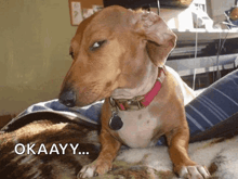 a brown dog with a red collar is laying on a blanket with the words okaayy written below it