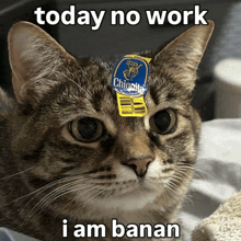 a cat with a chiquita banana on its head and the caption today no work i am banan