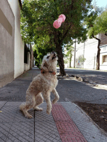 a small dog standing on its hind legs playing with a pink toy