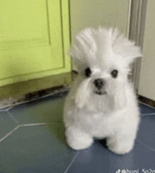 a small white dog with a mohawk is standing on a tiled floor in a kitchen .