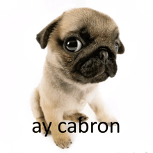 a pug puppy sitting in front of a white background with ay cabron written on the bottom