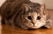 a cat laying on the floor with its head on its paw