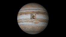 a picture of jupiter with a cow on it