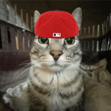 a cat wearing a red hat with the letters mlb on it