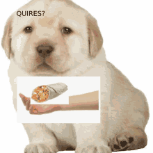 a puppy is holding a burrito in its hand with the words quires written above it