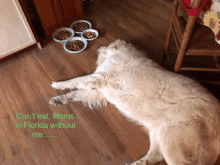 a dog laying on the floor next to bowls of food with the words " can 't eat moms in florida without me "