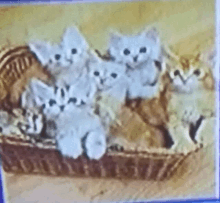 a bunch of kittens in a basket on a table