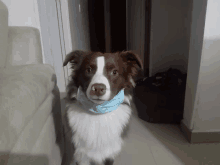 a brown and white dog wearing a blue mask