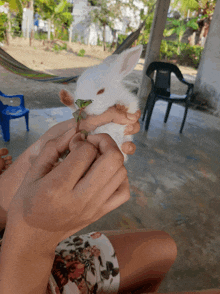 a person is holding a small white rabbit with a green plant in its mouth