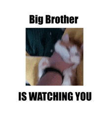 a picture of a cat being held by a person with the caption " big brother is watching you "