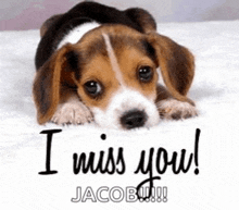 a beagle puppy laying on a bed with the words `` i miss you jacob '' written on it .