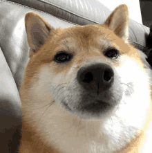 a close up of a dog 's face sitting on a couch looking at the camera .