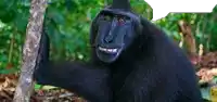 a black monkey is standing next to a tree in the woods and smiling .