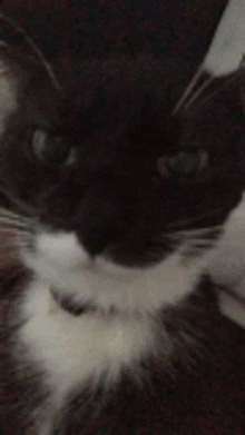 a close up of a black and white cat 's face .