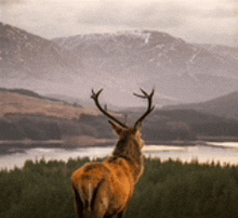 a deer is standing in a field with mountains in the background .