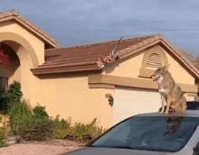 a coyote sits on the roof of a car in front of a house