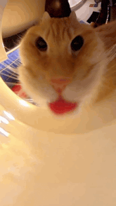 a close up of a cat 's face with a red lip