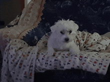 a small white dog is laying on a blanket with the word christmas on it