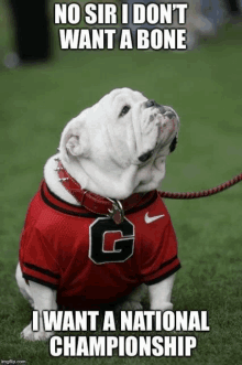 a bulldog wearing a georgia bulldogs jersey sits on a field