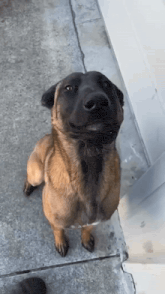 a brown and black dog is standing on its hind legs on a sidewalk and looking up at the camera .