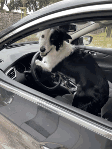 a black and white dog is sitting in a car