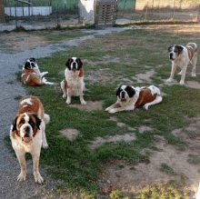 a group of saint bernard dogs are standing and laying in a grassy field .