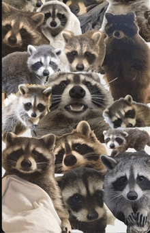 a bunch of raccoons are standing next to each other on a white background