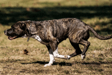 a brown and white dog running in the grass