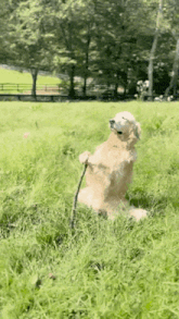 a dog is standing on its hind legs in a grassy field