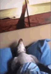 a dog is laying on a bed in front of a painting on a wall .