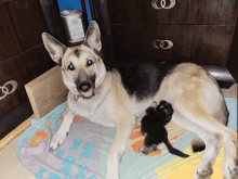 a dog and a kitten are laying on a blanket and the kitten is nursing from the dog