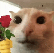 a cat is sniffing a red rose in a vase .