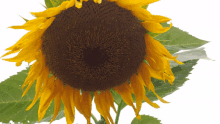 a close up of a sunflower with a green leaf behind it