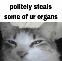 a cat with the words politely steals some of ur organs on it