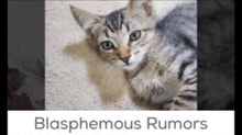 a cat laying on a carpet with the words blasphemous rumors above it