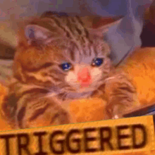 a cat is laying on a piece of food next to a sign that says `` triggered '' .