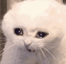 a white cat with a sad look on its face is looking at the camera .